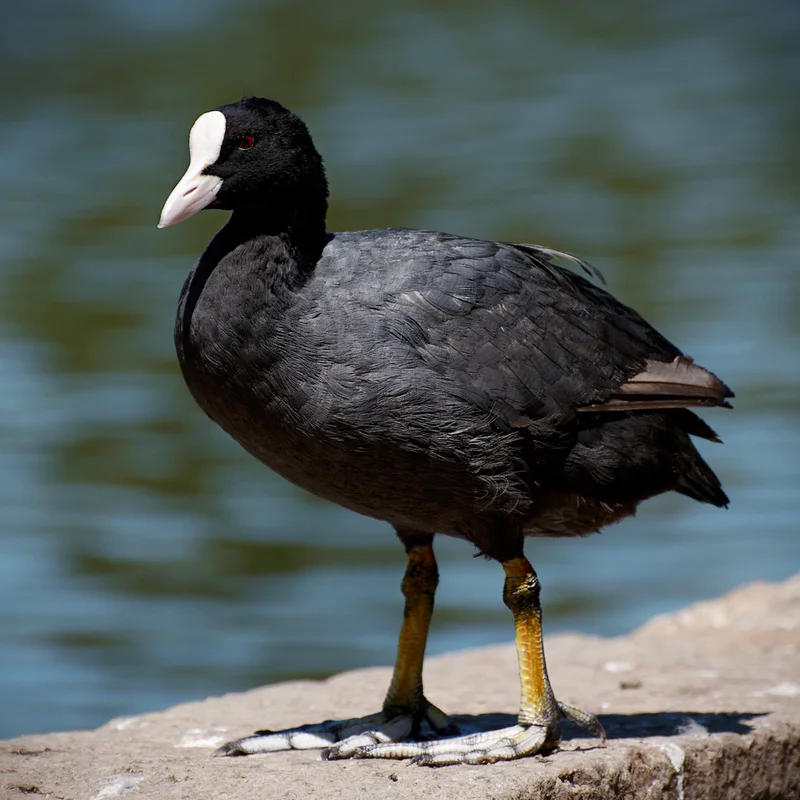 COOT Stock's Breakthrough Surge: Why It's Happening and What It Means for Our Future