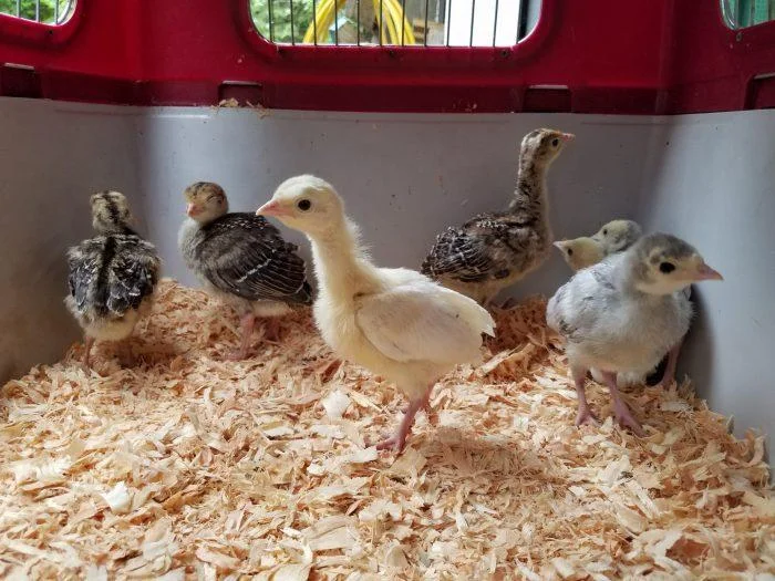Turkey's 